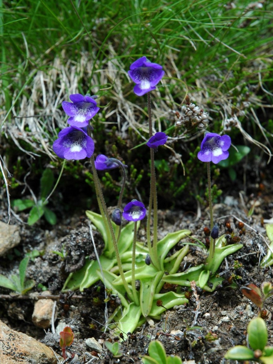 Pinguicula leptoceras